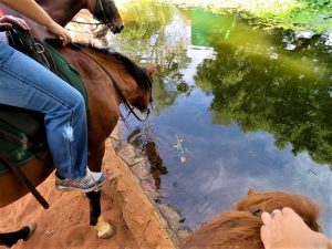 horses-drinking-water