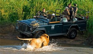 kruger-national-park-lion-game-drive-fp-500x290